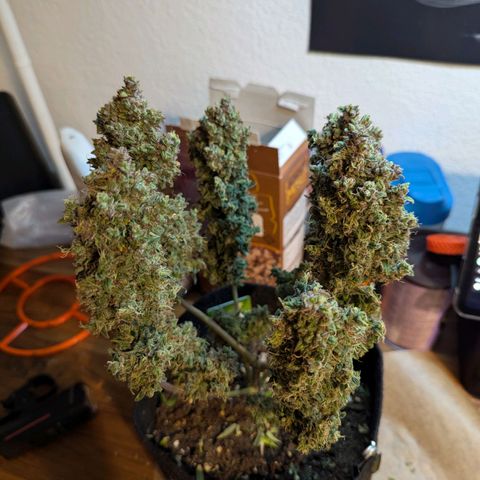 Blue Cheese Automatic growlog timeline photo