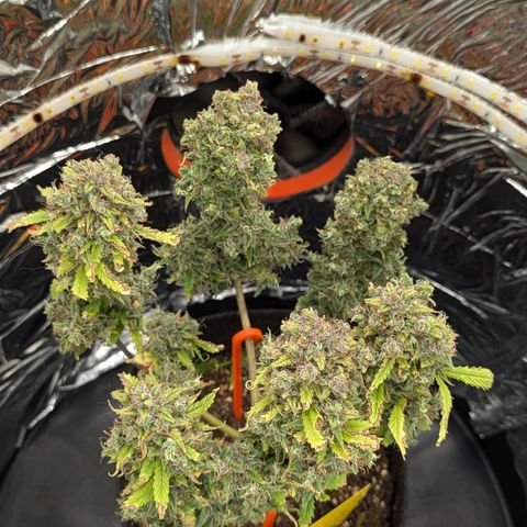 Blue Cheese Automatic growlog timeline photo
