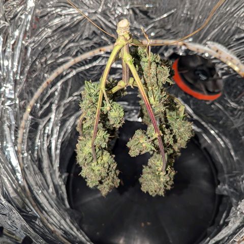 Blue Cheese Automatic growlog timeline photo