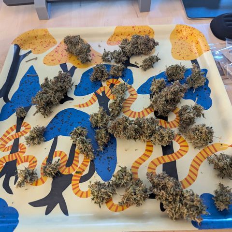 Blue Cheese Automatic growlog timeline photo