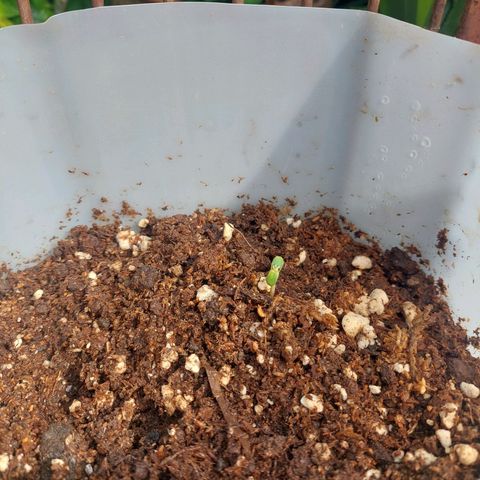 autofloreciente grow growlog timeline photo