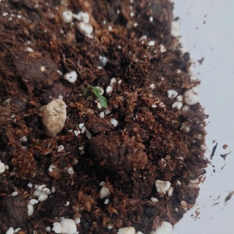 autofloreciente grow growlog timeline photo