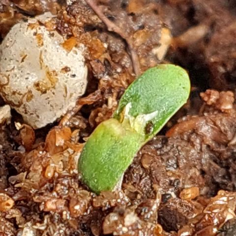 autofloreciente grow growlog timeline photo