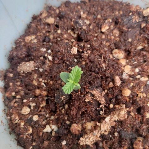 autofloreciente grow growlog timeline photo