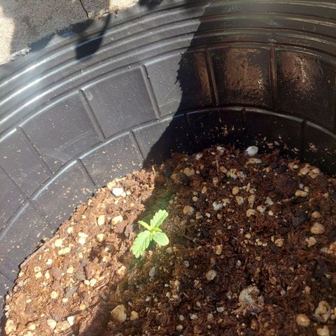 autofloreciente grow growlog photo: trasplante a 10L (no recomendable trasplantar) no me quedo otra a mi🤷‍♂️