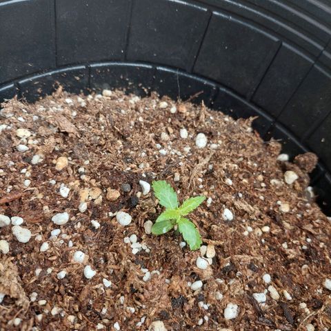 autofloreciente grow growlog timeline photo