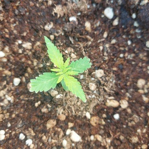 autofloreciente grow growlog timeline photo