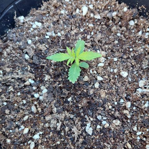 autofloreciente grow growlog timeline photo