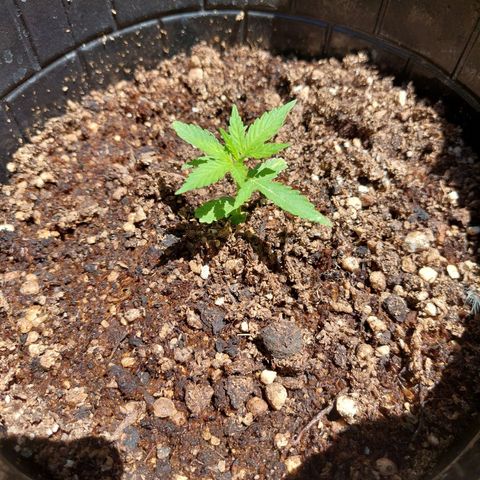 autofloreciente grow growlog photo: brilla en 10l 
