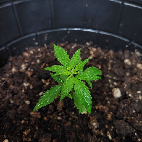 autofloreciente grow growlog timeline photo