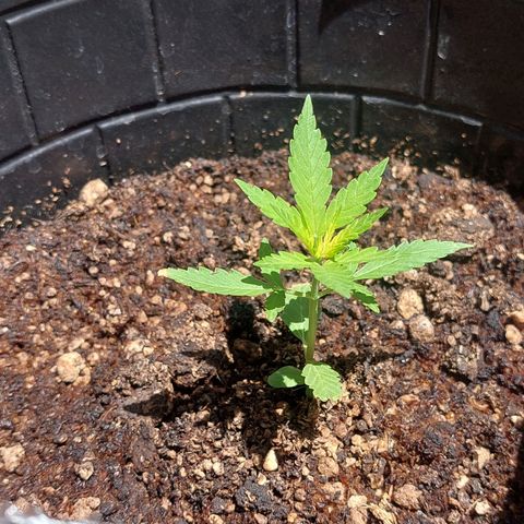 autofloreciente grow growlog timeline photo