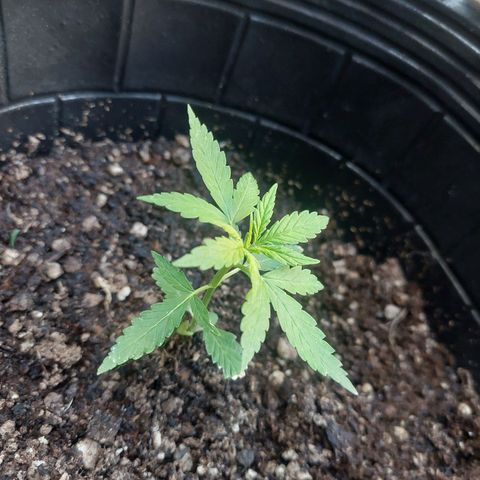 autofloreciente grow growlog photo: linda va la autoo🌱