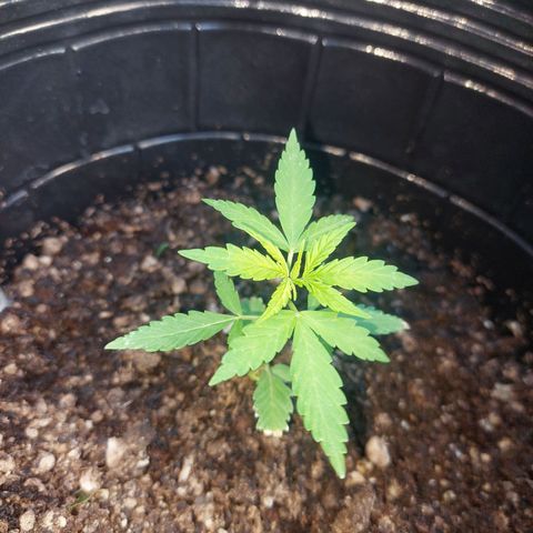 autofloreciente grow growlog photo: linda va la autoo🌱