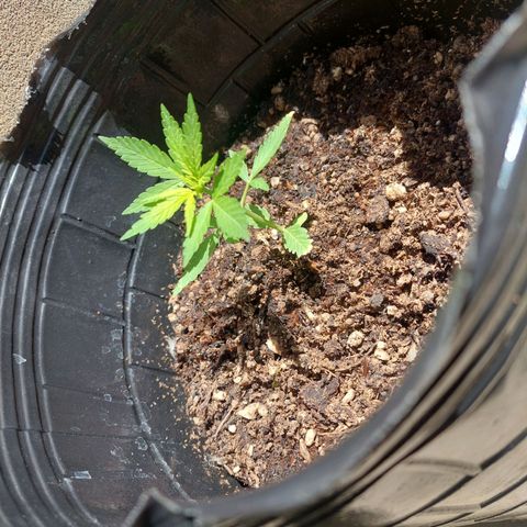 autofloreciente grow growlog photo: grande la niña 