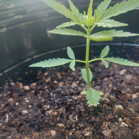autofloreciente grow growlog photo: esta alta la auto😬