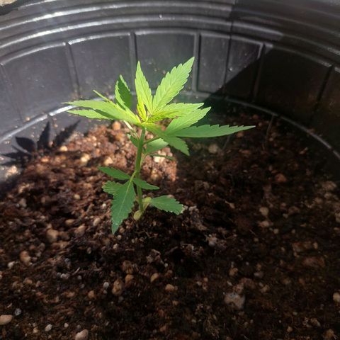 autofloreciente grow growlog photo: esta alta la auto😬