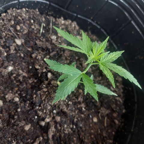 autofloreciente grow growlog timeline photo