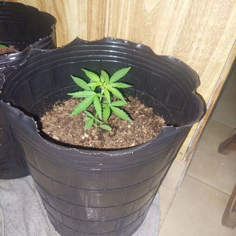 autofloreciente grow growlog timeline photo