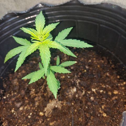 autofloreciente grow growlog timeline photo