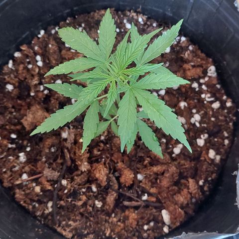 autofloreciente grow growlog photo: primeros pistilos y le puse top auto de top crop