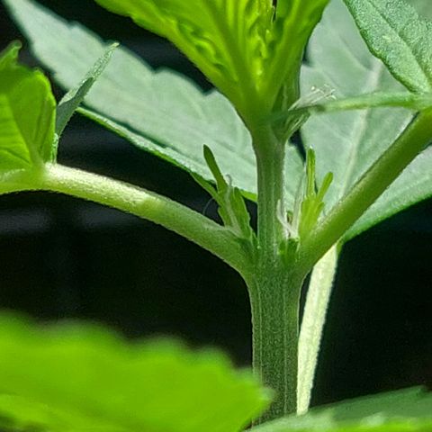 autofloreciente grow growlog photo: primeros pistilos y le puse top auto de top crop