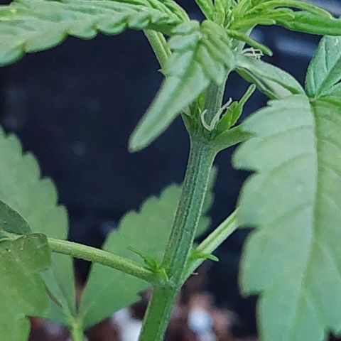 autofloreciente grow growlog photo: primeros pistilos y le puse top auto de top crop