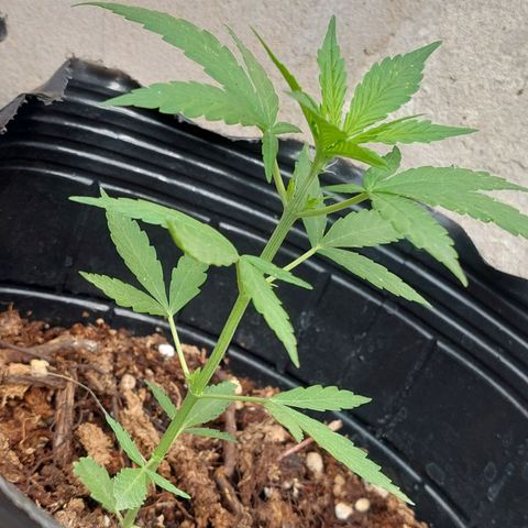 autofloreciente grow growlog photo: se puso bonita la auto