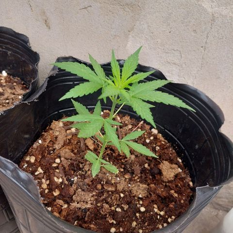 autofloreciente grow growlog photo: se puso bonita la auto