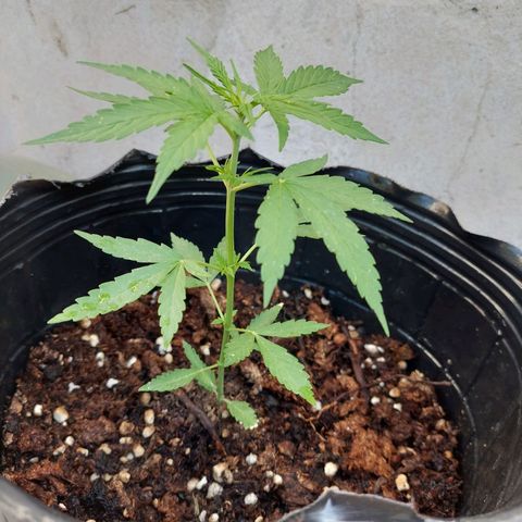 autofloreciente grow growlog photo: lindaa🥰