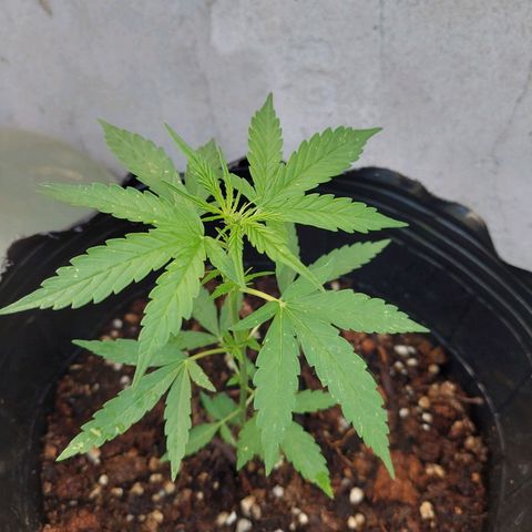 autofloreciente grow growlog photo: lindaa🥰