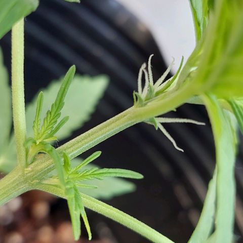 autofloreciente grow growlog photo: lindaa🥰