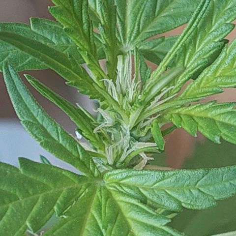autofloreciente grow growlog photo: principio de flora