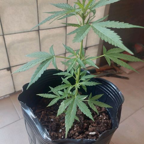 autofloreciente grow growlog photo: principio de flora