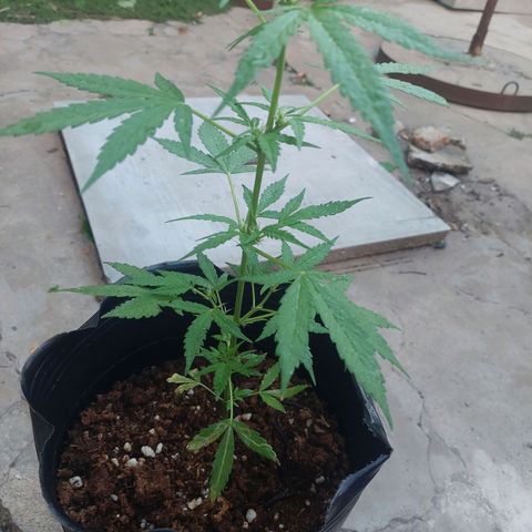 autofloreciente grow growlog photo: hoy preventivos por qué vimos algunos trips