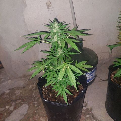 autofloreciente grow growlog timeline photo