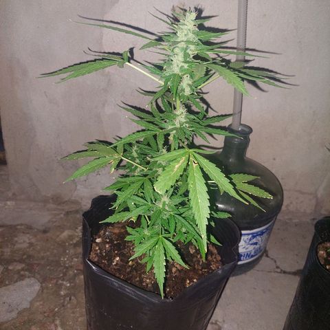 autofloreciente grow growlog timeline photo