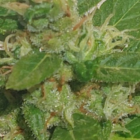 autofloreciente grow growlog photo: llena de tricomas la pequeña 