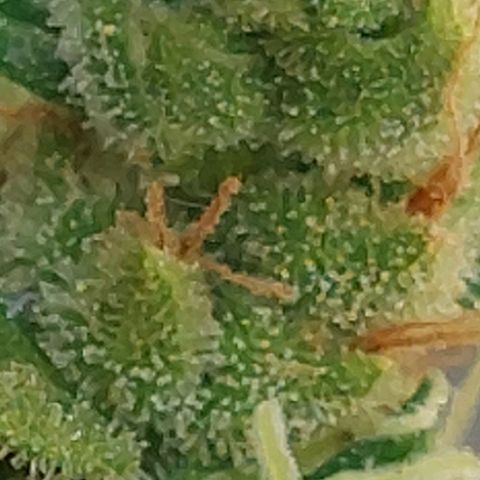 autofloreciente grow growlog photo: llena de tricomas la pequeña 