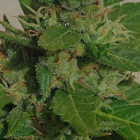 autofloreciente grow growlog photo: llena de tricomas la pequeña 