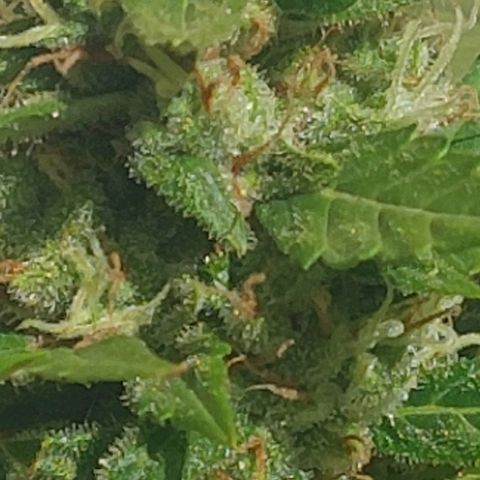 autofloreciente grow growlog photo: llena de tricomas la pequeña 