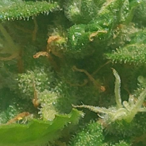 autofloreciente grow growlog photo: llena de tricomas la pequeña 