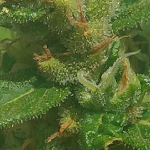 autofloreciente grow growlog photo: llena de tricomas la pequeña 