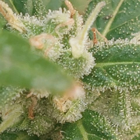 autofloreciente grow growlog photo: llena de tricomas la pequeña 