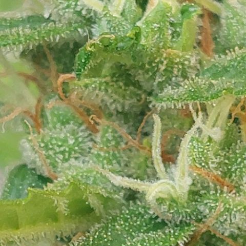 autofloreciente grow growlog photo: llena de tricomas la pequeña 