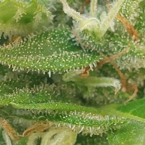 autofloreciente grow growlog photo: llena de tricomas la pequeña 