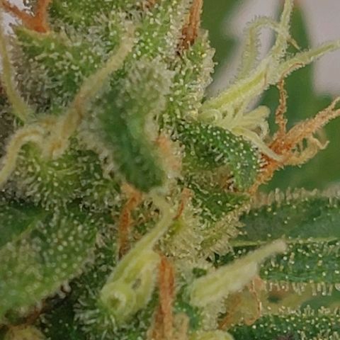 autofloreciente grow growlog photo: llena de tricomas la pequeña 