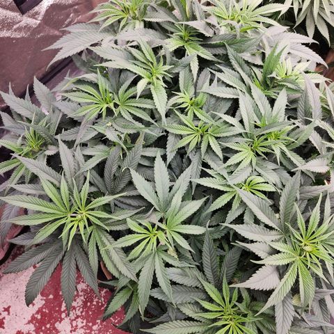 Expert Mac1 growlog photo: Taking well to training, was shooting up faster than others, now appears to be slowing down