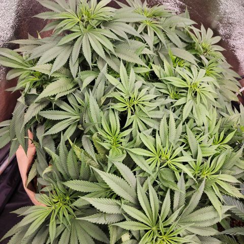Purple Wreck growlog photo: Bushing out well, doesn't take very well to training, stiff branches break easily. Growth was keeping up with mac 1, now slowing, lighter green hue