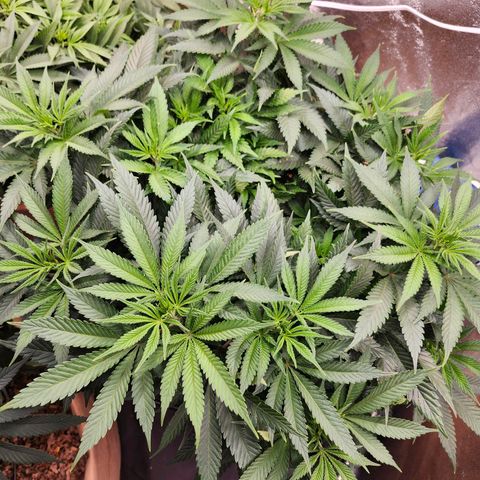 Original Amnesia growlog photo: Was the runt and is now catching up, not the biggest, but now tallest of the 3