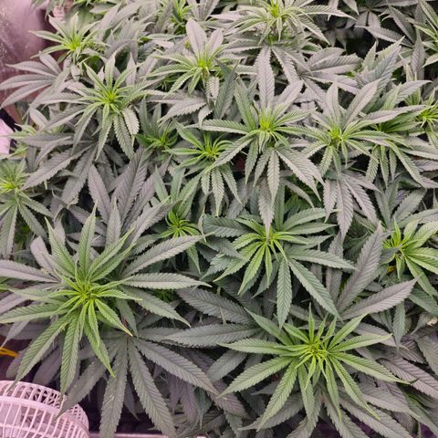 Expert Mac1 growlog timeline photo